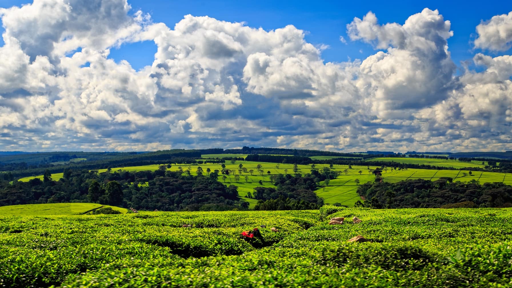 Laterite kenya agriculture research