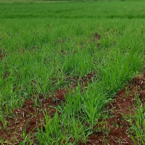 Wheat field in et by abdi m