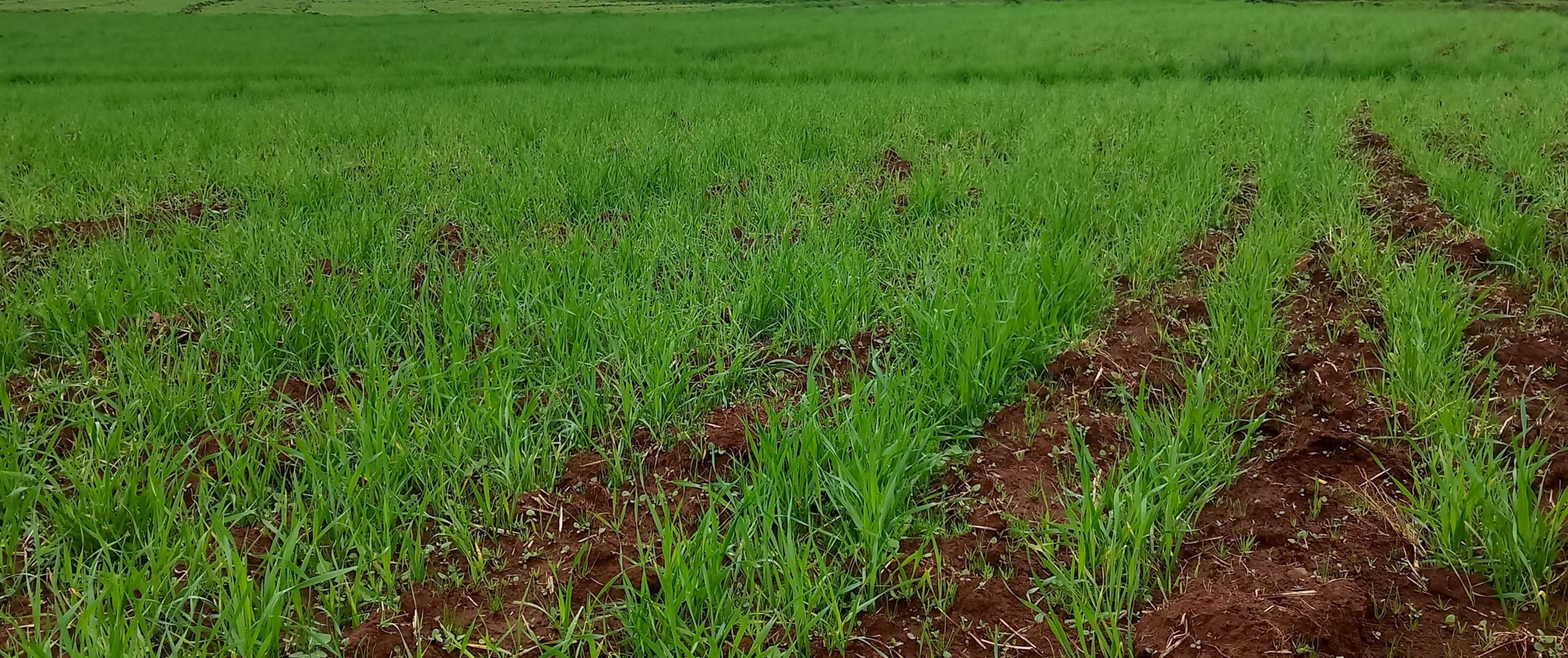 Wheat field in et by abdi m