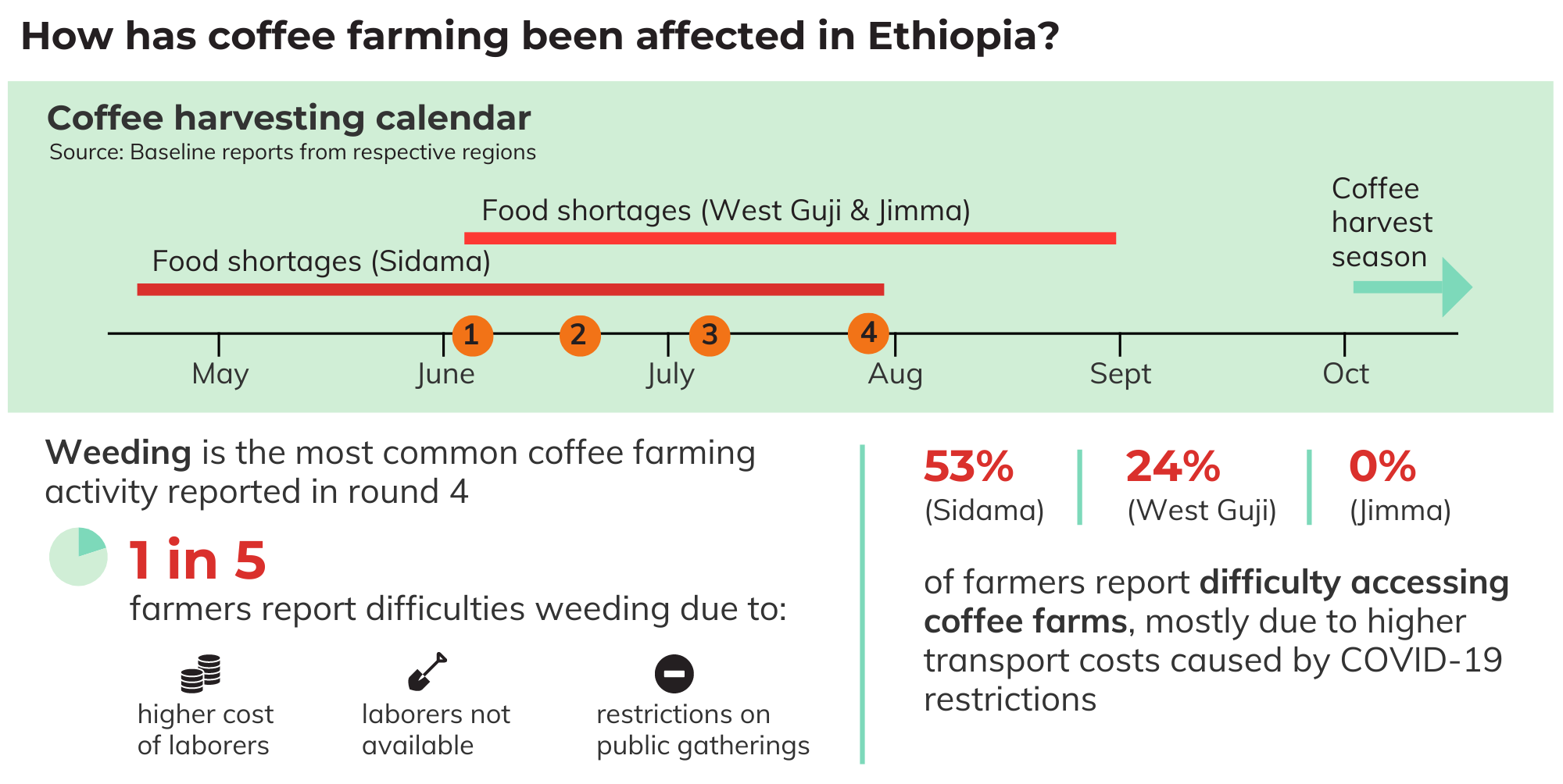 Coffee farming ethiopia r4