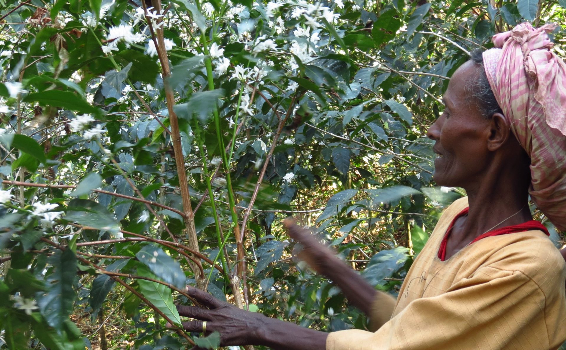 Coffee farmer ethiopia2