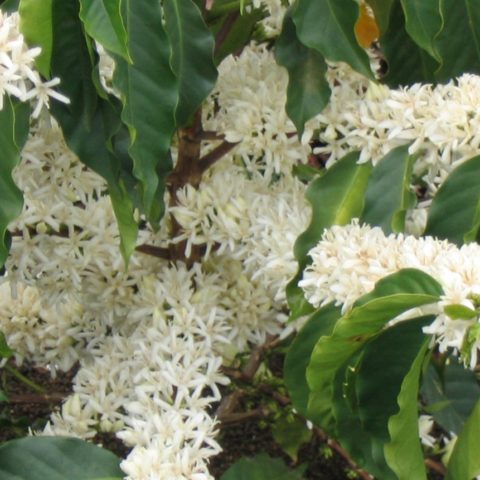 Coffee flowers