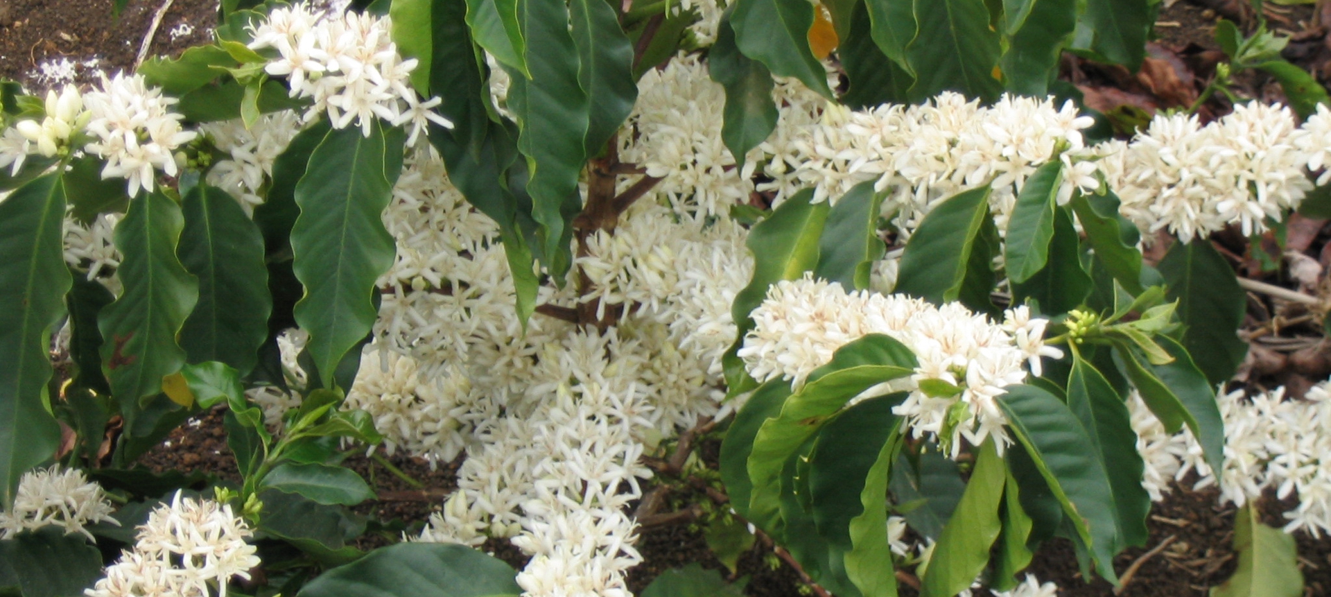 Coffee flowers