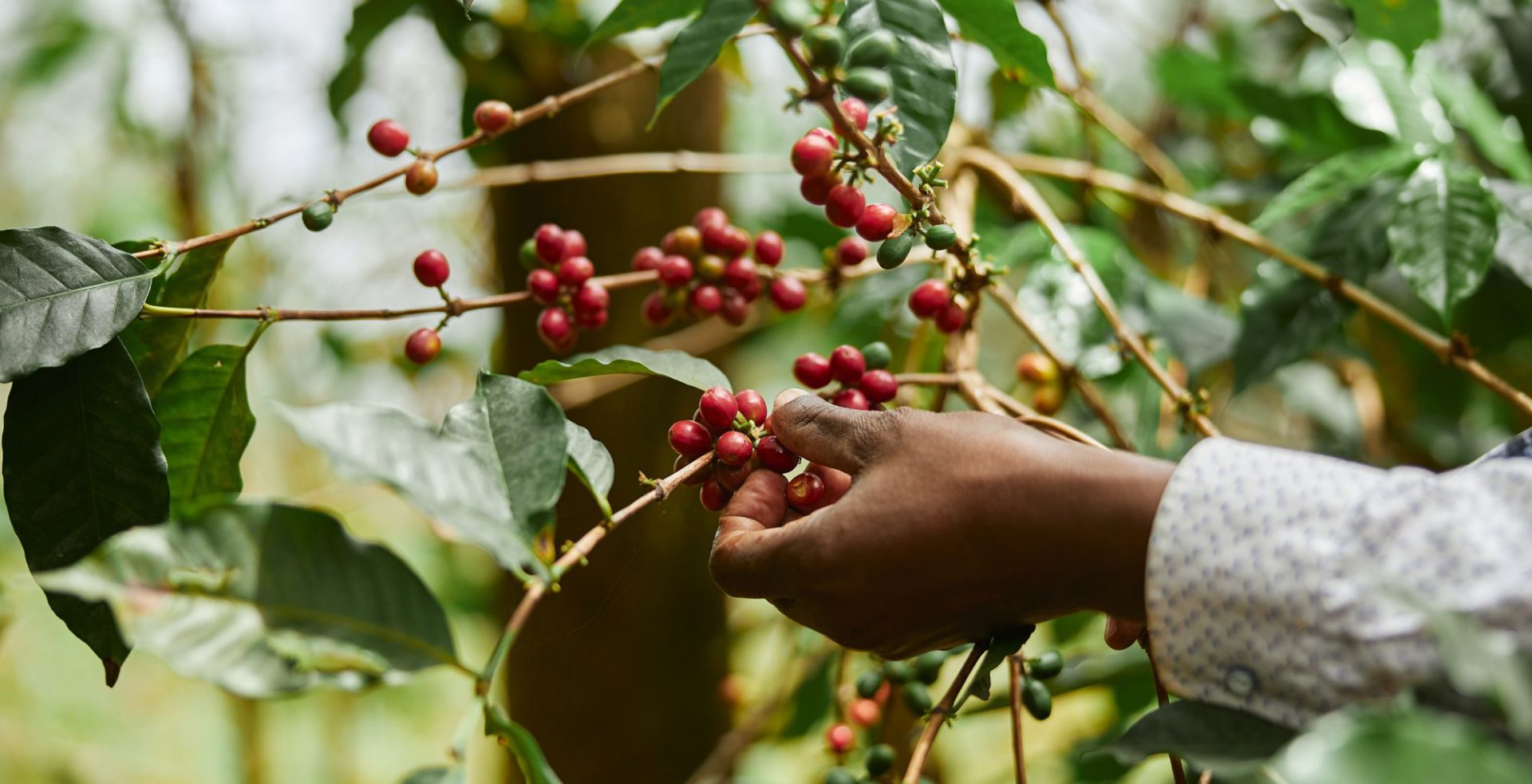 Model to estimate coffee yield in Central Kenya