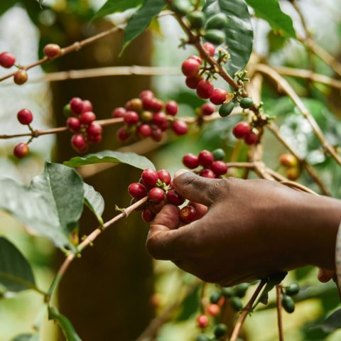 Model to estimate coffee yield in Central Kenya