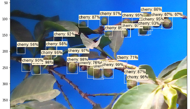 Object detection algorithm to estimate coffee yield in Central Kenya