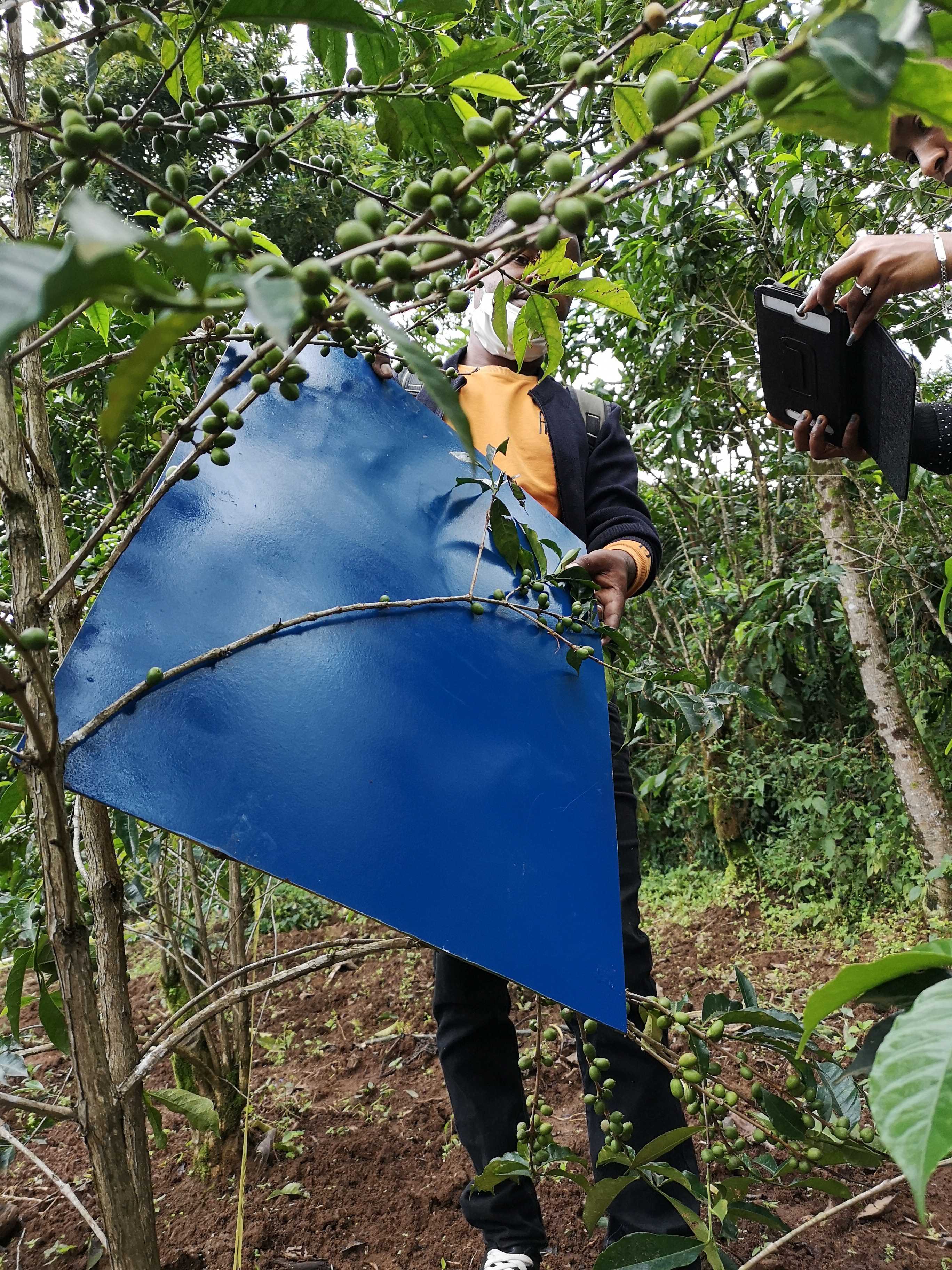 Branch imaging coffee yields Laterite