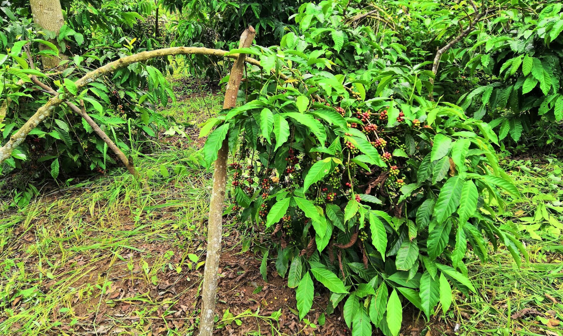 Laterite IFPRI Uganda Coffee Agronomy Training program yield study