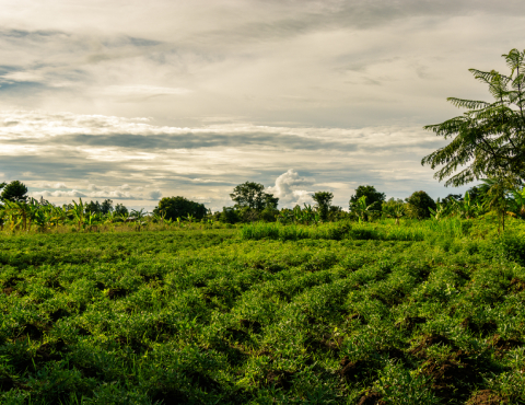 Agriculture uganda