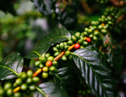 Coffee beans tree