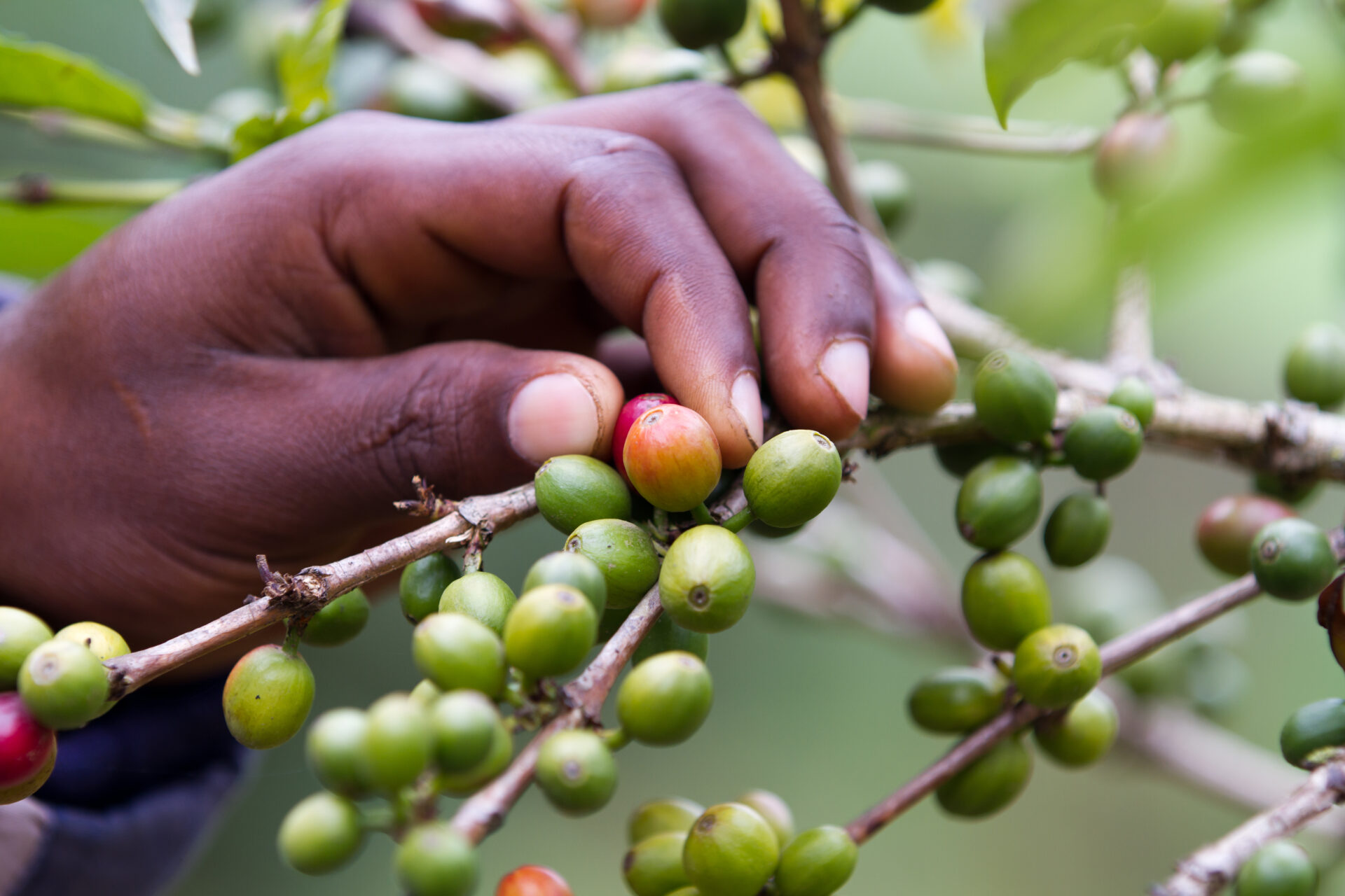 Coffee,plantation,near,kilimanjaro,mount