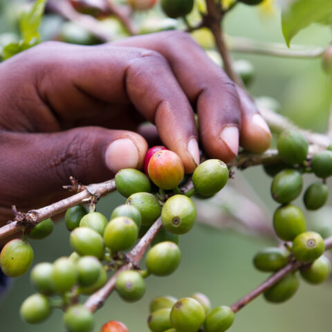 Coffee,plantation,near,kilimanjaro,mount