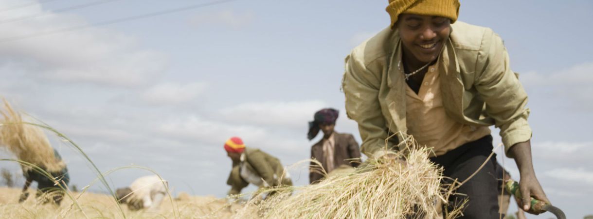 Wikicommons 2017 ethiopia farmers harvest teff esayas ayele header