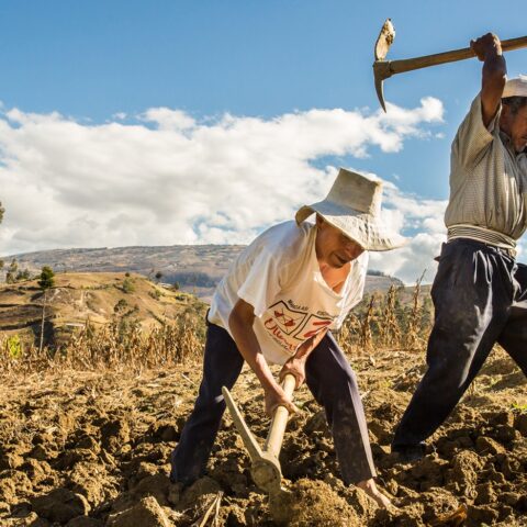 Shutterstock 216961732 cajamarca, peru circa 2014 two farmers work in the field circa 2014 in cajamarca, peru resized cropped