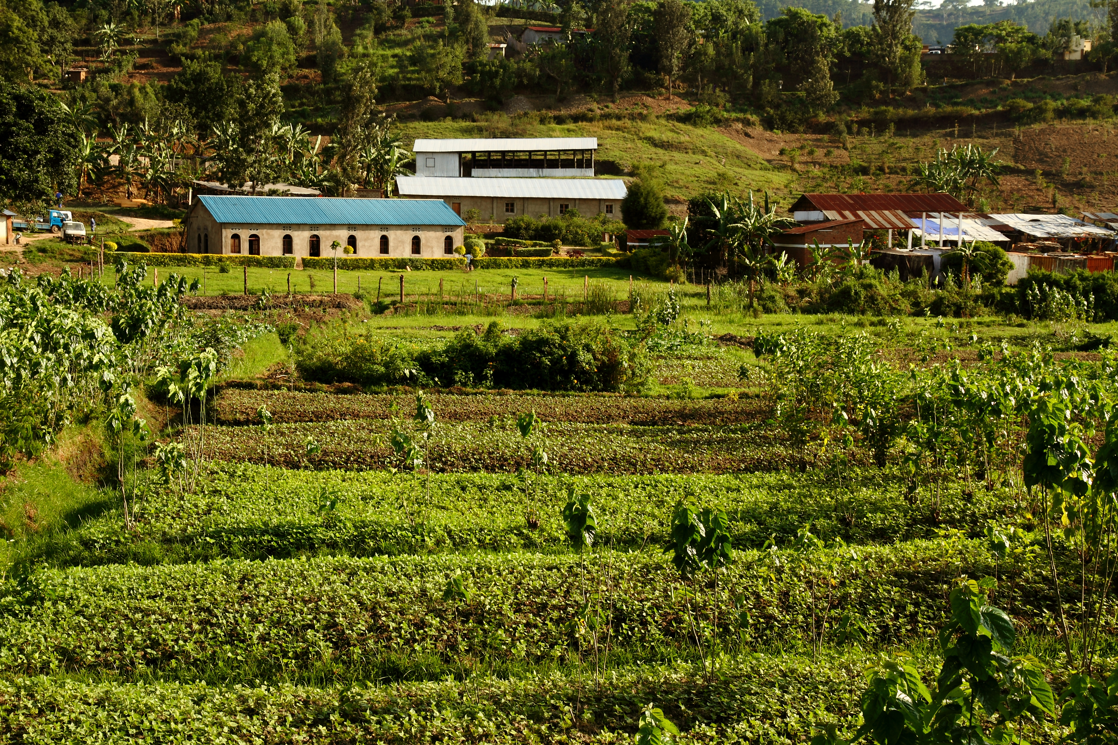 An,example,of,african,agriculture,in,kibuye,,rwanda