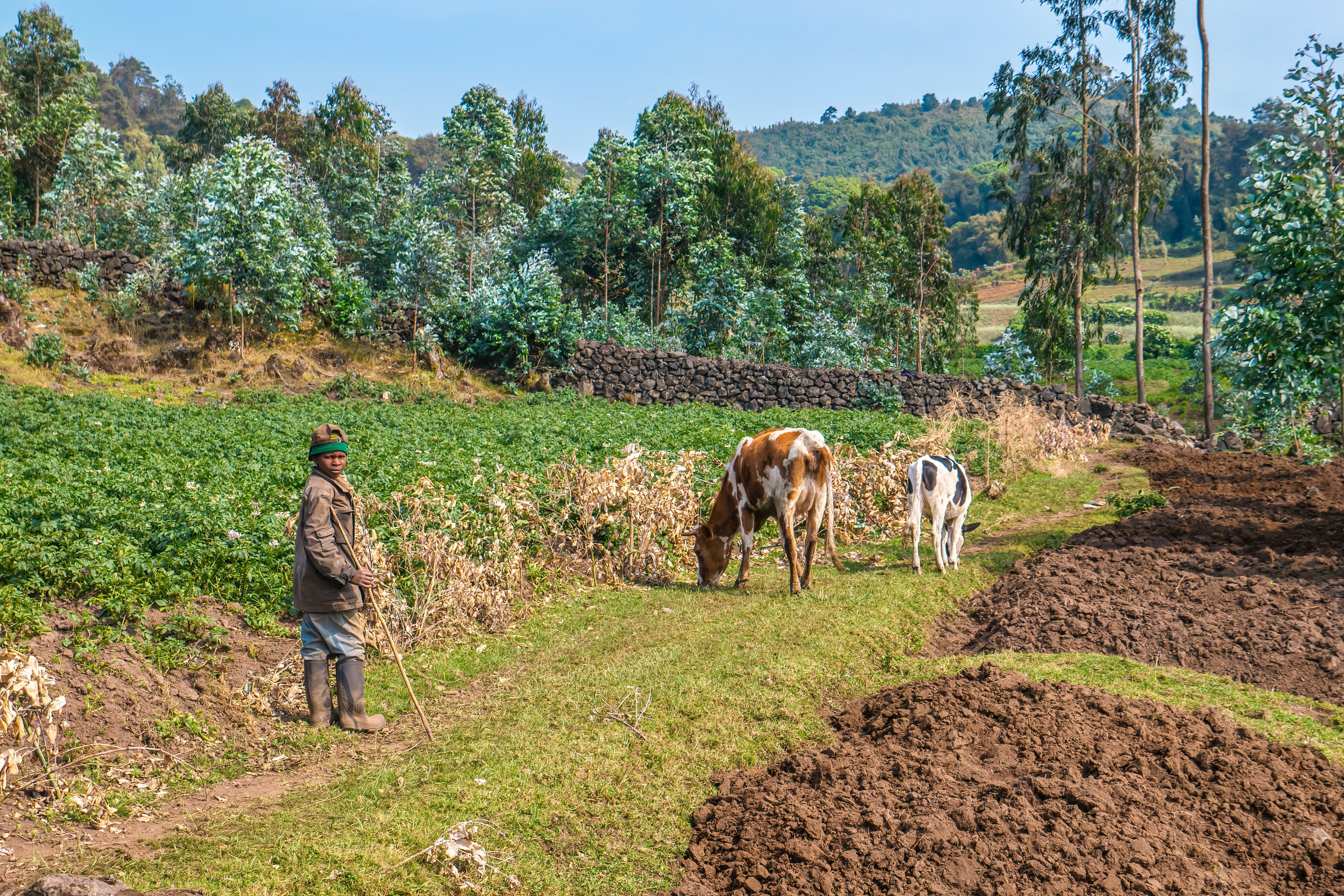 Rural,rwanda, ,sept.,22,,2015.,a,boy,herds,cattle