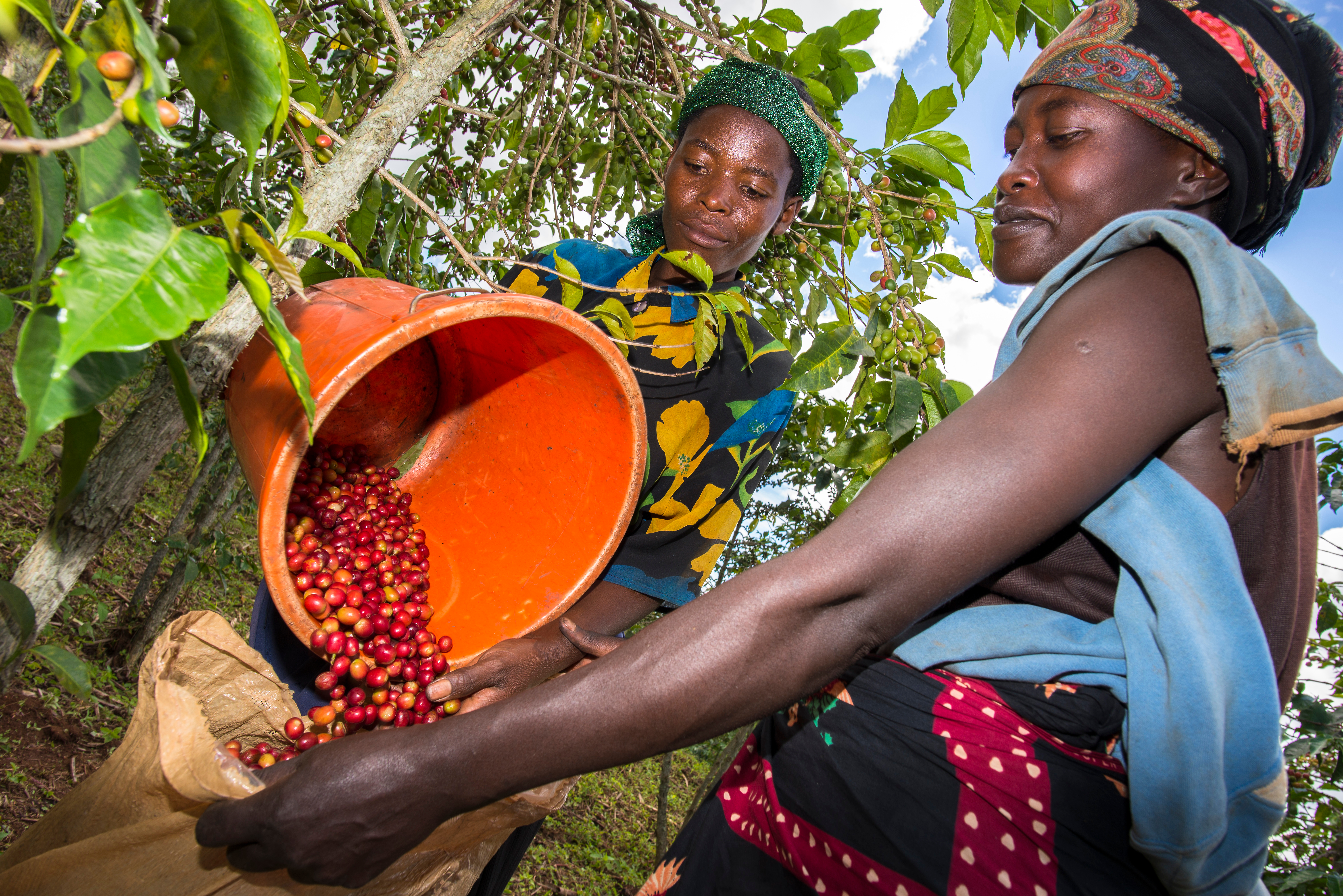 Lake,kivu,rwanda,05,10,2016,women,farmers,tend,harvesting